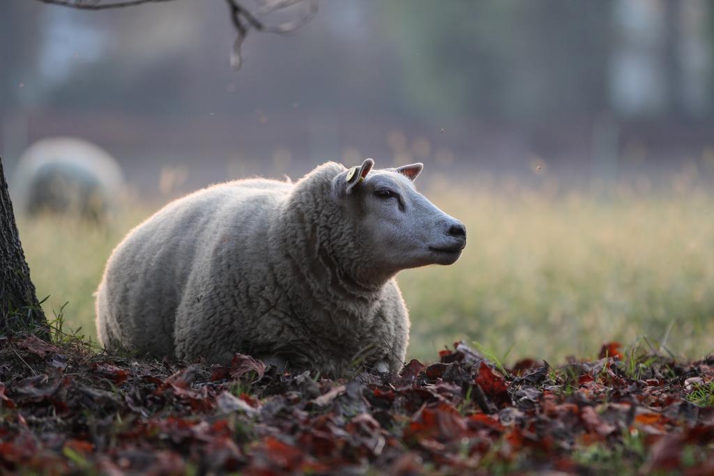 Agriturismo Il Torrione Pinerolo Zewnętrze zdjęcie